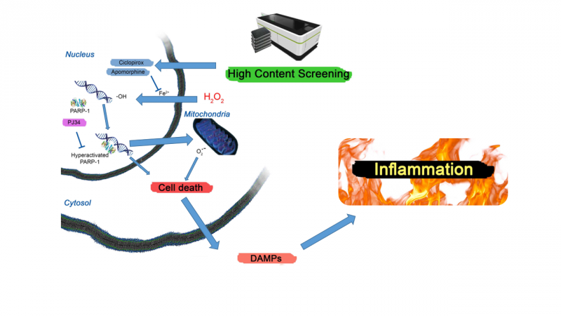 graphical abstract