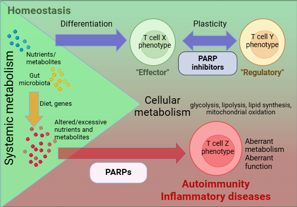 PARP immunmetabolizmus